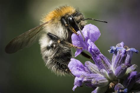 The Role of Pollinators in Your Balcony Garden’s Success