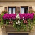 The Secret To Growing Flowers On Your Balcony