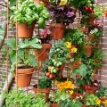 The Secret to Thriving Balcony Herbs