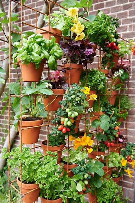 The Secret to Thriving Balcony Herbs