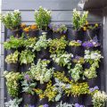 The Top 5 Best Plants For Busy Urban Dwellers