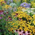 The Top 5 Perennials For Your Balcony