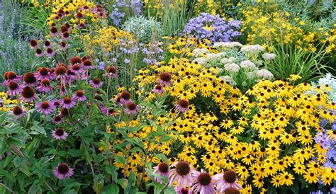 The Top 5 Perennials For Your Balcony