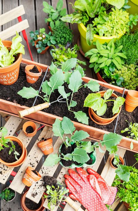 The Top Perennials For A Thriving Balcony Garden