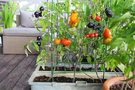 The Ultimate Guide To Balcony Planting