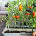 The Ultimate Guide To Balcony Vegetables