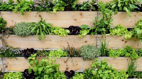 The Ultimate Guide to Vertical Gardening