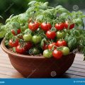 Thriving Balcony Gardens with Smart Plant Choices