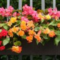 Thriving Plants For A Shady Balcony