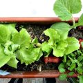 Tips For Gardening With Kids On The Balcony