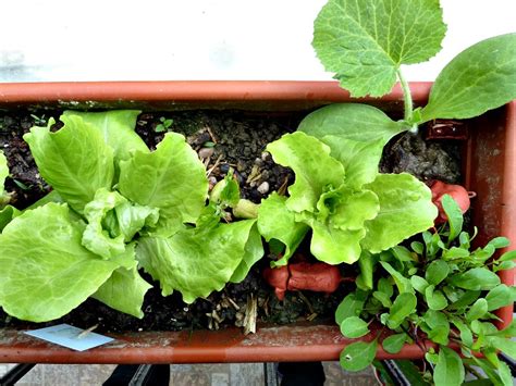 Tips For Gardening With Kids On The Balcony