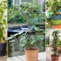 Tips for Growing Balcony Fruit Plants