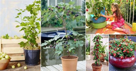 Tips for Growing Balcony Fruit Plants