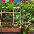 Tips For Growing Balcony Plants Without Using Chemicals