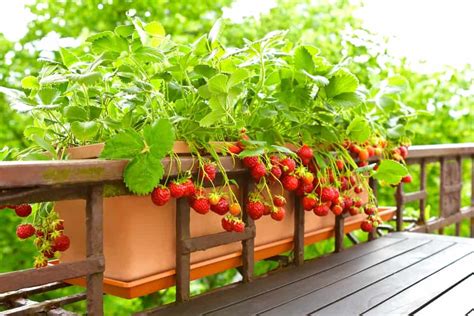 Tips for Growing Balcony Plants from Seeds