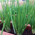 Tips For Growing Green Onions In Containers