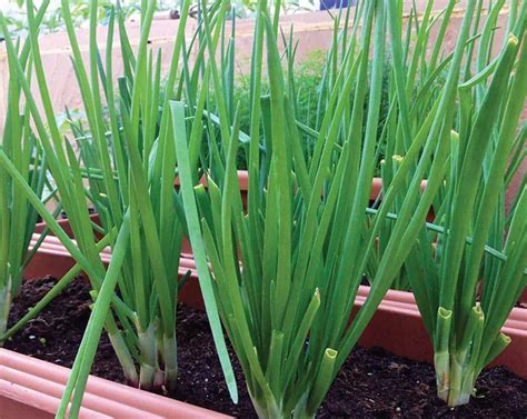 Tips For Growing Green Onions In Containers