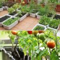 Tips For Growing Organic Vegetables On Your Balcony