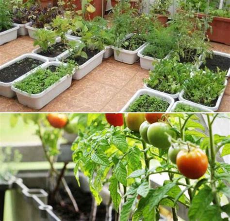 Tips For Growing Organic Vegetables On Your Balcony