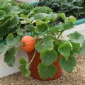 Tips For Growing Pumpkins On Your Balcony