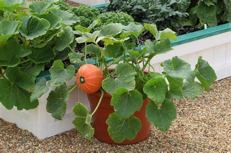 Tips For Growing Pumpkins On Your Balcony