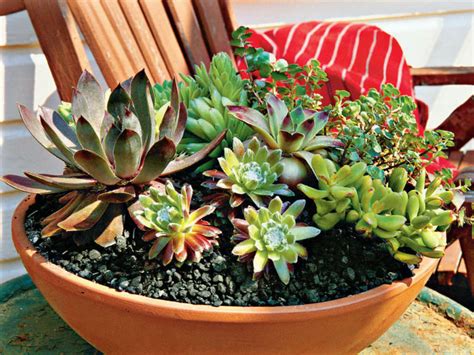 Tips For Growing Succulents On Your Balcony