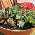 Tips For Growing Succulents On Your Balcony