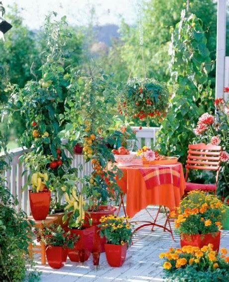 Tips For Growing Tomatoes On Your Balcony