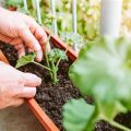 Tips For Managing Pest Control In Balcony Gardens