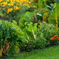 Tips For Mixing Edible And Ornamental Plants