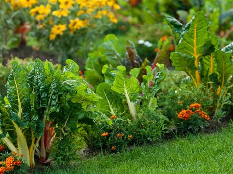 Tips For Mixing Edible And Ornamental Plants