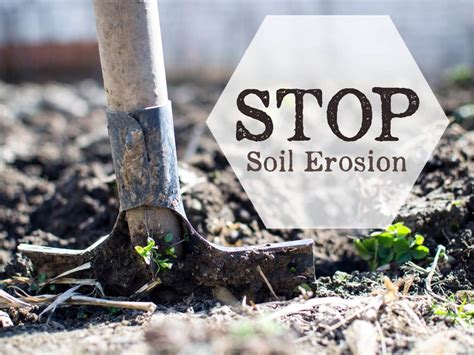 Tips For Preventing Soil Erosion In Container Gardens