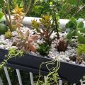 Tips For Successful Succulent Arrangements On Balconies