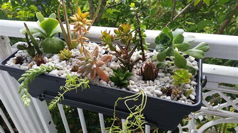 Tips For Successful Succulent Arrangements On Balconies