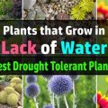 Top 10 Drought-Tolerant Plants For Your Balcony