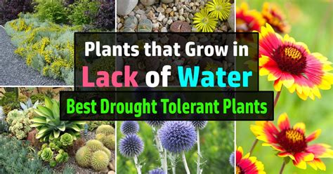 Top 10 Drought-Tolerant Plants For Your Balcony