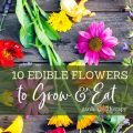 Top 10 Edible Flowers To Grow On Your Balcony