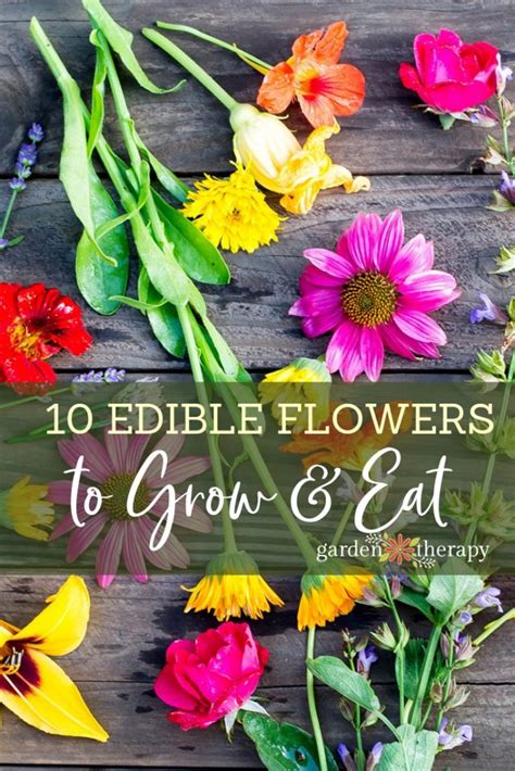 Top 10 Edible Flowers To Grow On Your Balcony