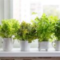 Top 10 Herbs To Grow On Your Balcony