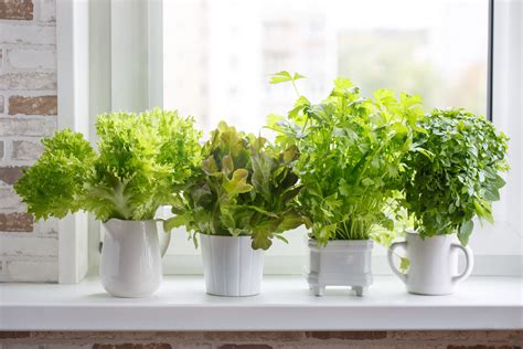 Top 10 Herbs To Grow On Your Balcony