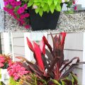 Top 10 Plants for a Colorful Balcony