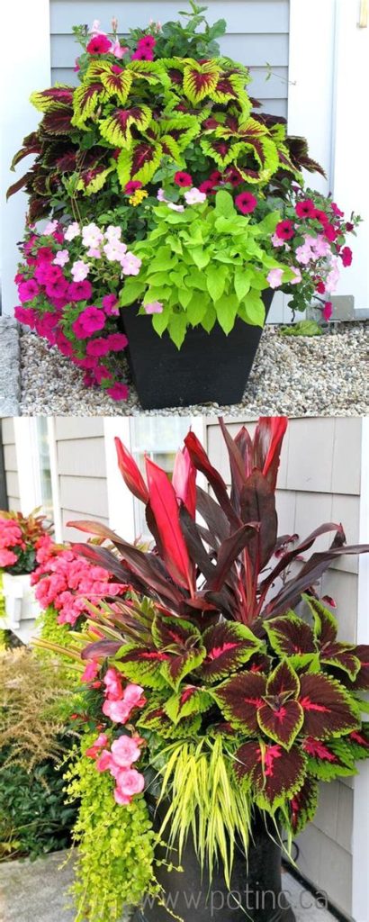 Top 10 Plants for a Colorful Balcony