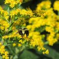 Top 10 Plants To Attract Bees To Your Balcony