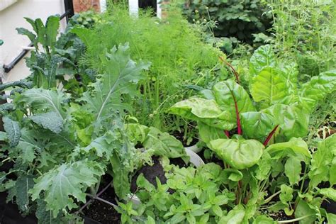 Top 5 Edible Plants For Your Balcony