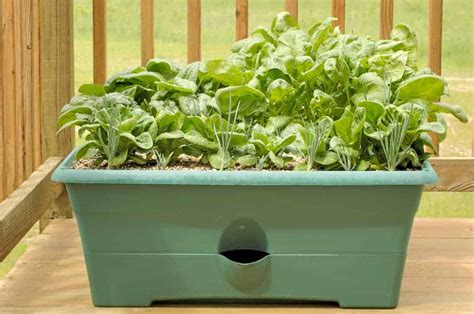 Top 5 Vegetables To Grow On Your Balcony This Fall