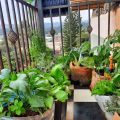 Top Edible Plants For Your Balcony Garden