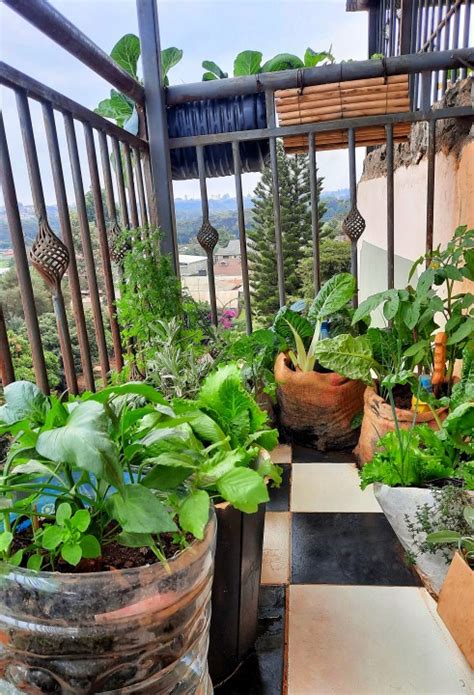 Top Edible Plants For Your Balcony Garden