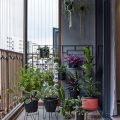 Unique Plant Choices For A Modern Balcony