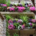 Unique Plant Choices For A Stunning Balcony