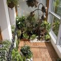 Unique Plants To Spice Up Your Balcony